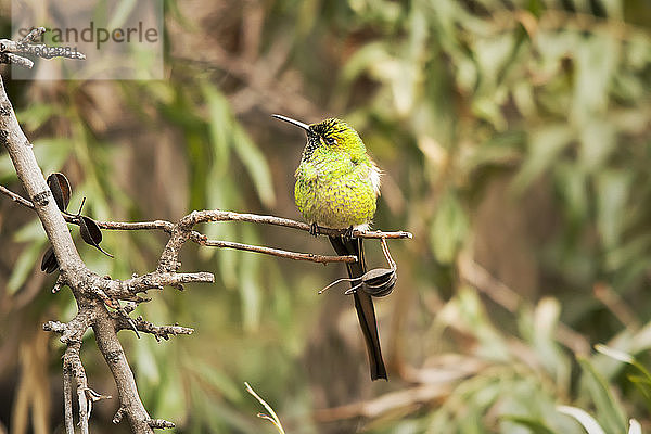 Rotschwanzkomet (Sappho sparganurus)  ein gelber Kolibri mit langem rotem Schwanz  der auf einem Ast sitzt und in die Kamera schaut; Mendoza  Mendoza  Argentinien