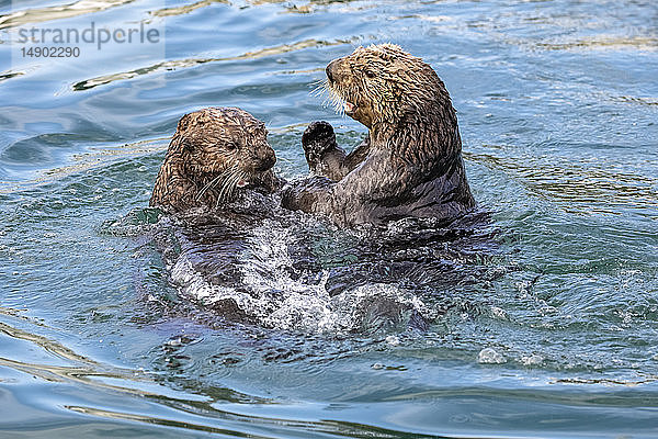 Seeotter (Enhydra lutris) schwimmen und spielen  während sie im Wasser in der Nähe des kleinen Bootshafens fressen; Seward  Alaska  Vereinigte Staaten von Amerika