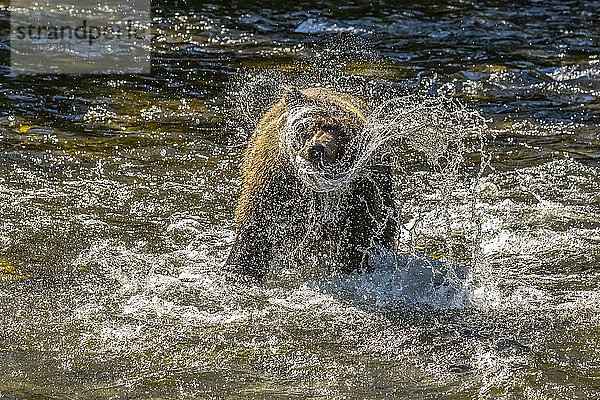 Ein Braunbär (Ursus arctos) schüttelt das Wasser ab  nachdem er während der sommerlichen Lachswanderung im Russian River in der Nähe von Cooper Landing  Süd-Zentral-Alaska; Alaska  Vereinigte Staaten von Amerika  Lachse gejagt hat