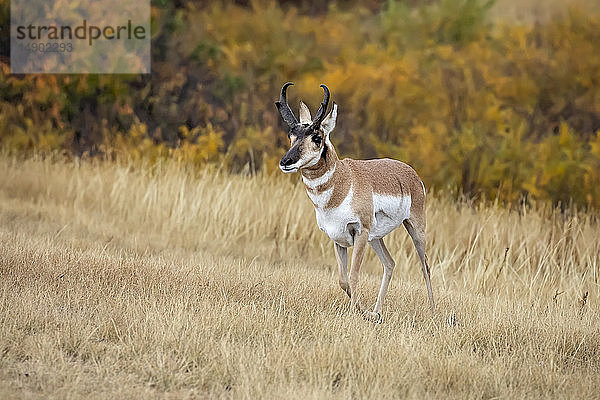 Pronghorn (Antilocapra americana); Custer  South Dakota  Vereinigte Staaten von Amerika