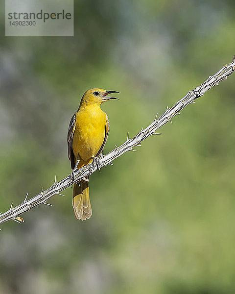 Kapuzenpirol (Icterus cucullatus); Arizona  Vereinigte Staaten von Amerika