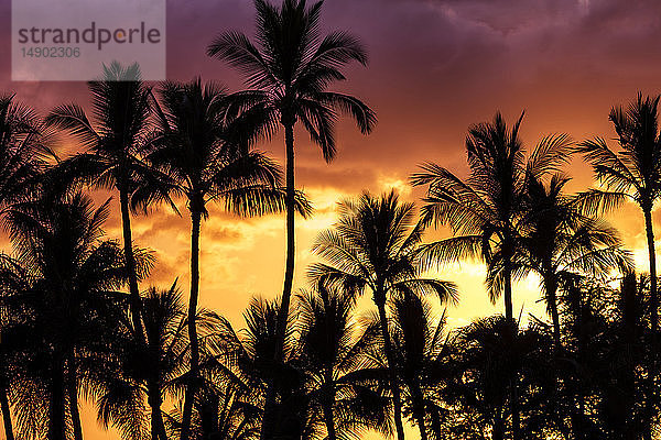 Heller  farbenfroher Himmel mit Palmen als Silhouette; Wailea  Maui  Hawaii  Vereinigte Staaten von Amerika