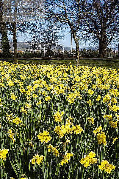 Blühende gelbe Narzissen im Frühling in Barnett's Park; Irland