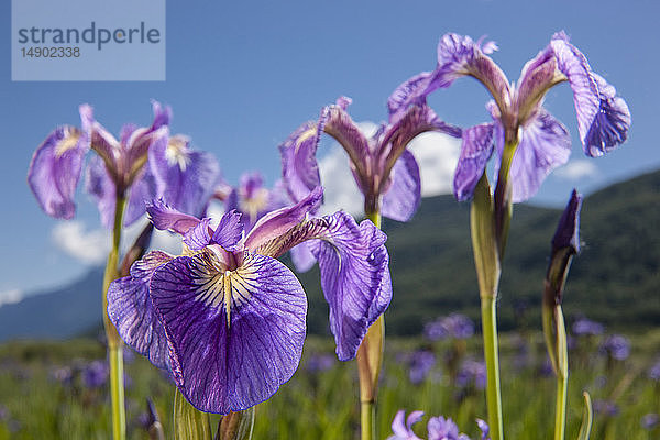 Eine mehrjährige Schwertlilie und ihre tiefvioletten Blütenblätter  fotografiert auf den Palmer Hayflats mit blauem Himmel und Bergen im Hintergrund  Süd-Zentral-Alaska; Eklutna  Alaska  Vereinigte Staaten von Amerika