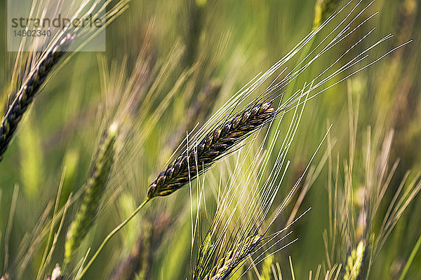 Nahaufnahme eines wilden Einkornweizenkopfes in einem Feld; Erickson  Manitoba  Kanada