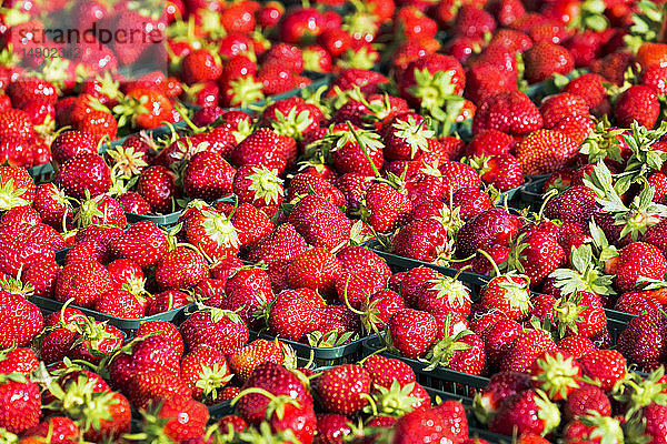 Nahaufnahme von Körben mit frisch gepflückten Erdbeeren; Port Colborne  Ontario  Kanada