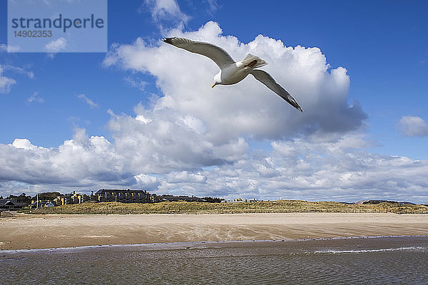 Eine Möwe fliegt in Richtung West Sands Beach; St. Andrews  Fife  Schottland