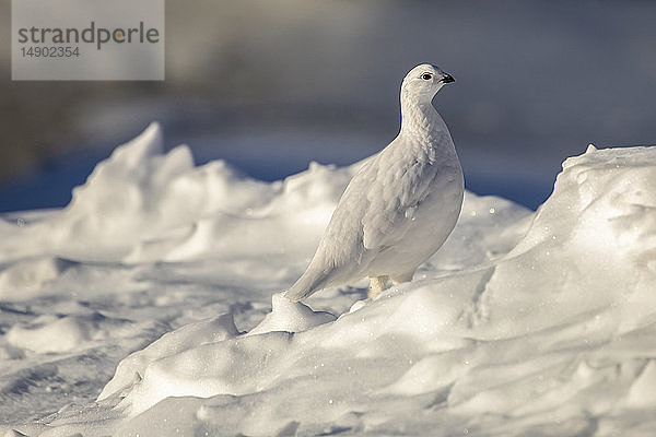 Moorschneehuhn (Lagopus lagopus) stehend im Schnee mit weißem Wintergefieder im Arctic Valley  Süd-Zentral-Alaska; Alaska  Vereinigte Staaten von Amerika