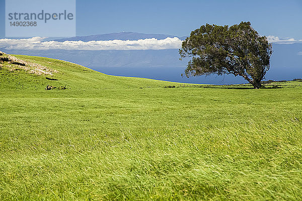 Eukalyptusbaum auf dem Kohala Mountain mit Maui in der Ferne; Insel Hawaii  Hawaii  Vereinigte Staaten von Amerika