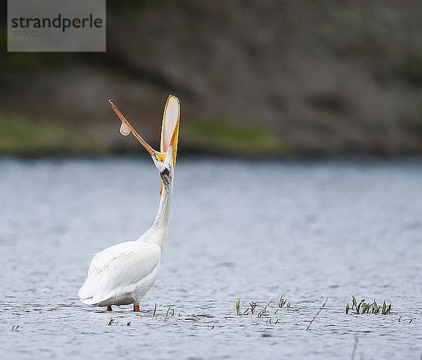 Amerikanischer Weißer Pelikan (Pelecanus erythrorhynchos)  im Wasser stehend und mit weit geöffnetem Maul nach oben blickend; Vereinigte Staaten von Amerika