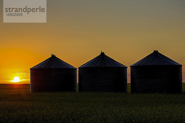 Silhouette von großen Getreidesilos aus Metall bei Sonnenaufgang im warmen Licht der Sonne  östlich von Calgary; Alberta  Kanada