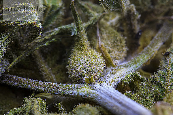 Extreme Nahaufnahme einer gehärteten Cannabissamenschote  eines Zweigs und einer Blüte mit sichtbaren Trichomen  die in Ruhe eine humanoide Figur bilden; Marina  Kalifornien  Vereinigte Staaten von Amerika