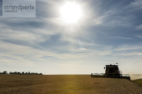 Silhouette eines Mähdreschers bei der Ernte eines goldenen Weizenfeldes mit dramatischen Wolken und blauem Himmel; Beiseker  Alberta  Kanada