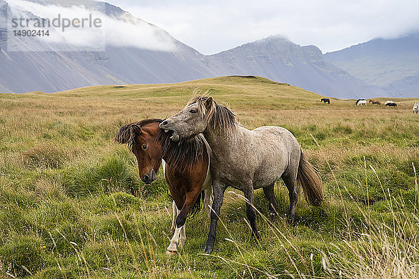 Islandpferde in der Naturlandschaft; Island