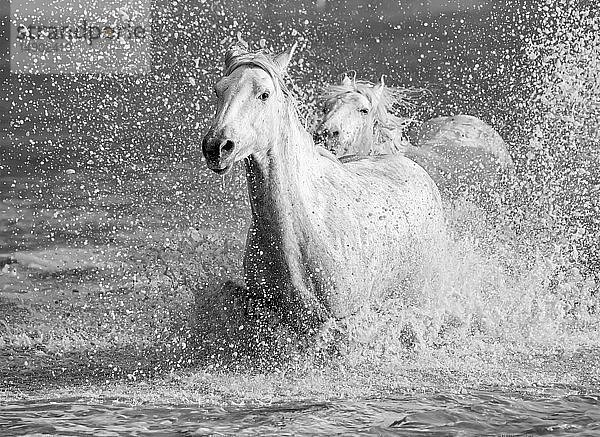 Weiße Pferde der Camargue  die aus dem Wasser laufen; Camargue  Frankreich