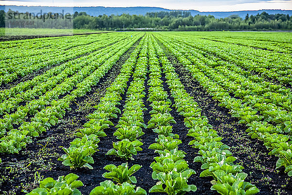 Kopfsalat auf einem Feld; Nova Scotia  Kanada