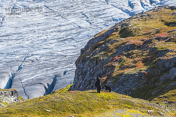 Amerikanische Schwarzbärensau (Ursus americanus) steht auf ihren Hinterbeinen mit ihrem Jungtier neben ihr auf einem Hügel mit dem Exit Glacier im Hintergrund an einem sonnigen Herbsttag im Kenai Fjords National Park  Süd-Zentral-Alaska; Alaska  Vereinigte Staaten von Amerika