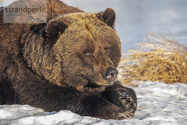 In Gefangenschaft lebender weiblicher Grizzlybär (Ursus arctos horribilis)  etwa 19 Jahre alt  ruhend im Schnee  Alaska  Wildlife Conservation Center  Süd-Zentral-Alaska; Portage  Alaska  Vereinigte Staaten von Amerika