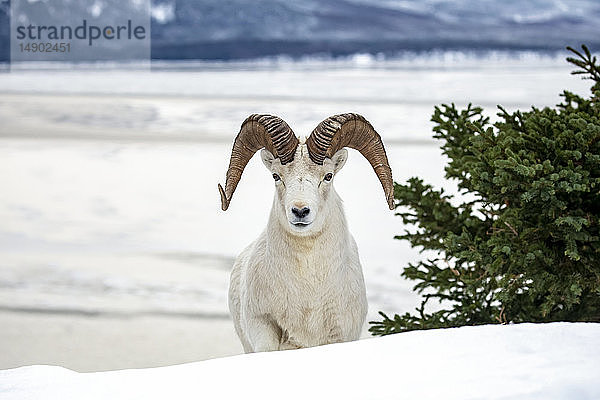 Dallschaf-Widder (Ovis dalli) streift umher und frisst im Windy Point-Gebiet nahe dem Seward Highway während der verschneiten Wintermonate  mit Turnagain Arm im Hintergrund; Alaska  Vereinigte Staaten von Amerika