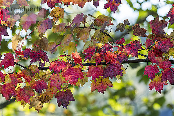 Ahornblätter in Herbstfarben; Astoria  Oregon  Vereinigte Staaten von Amerika