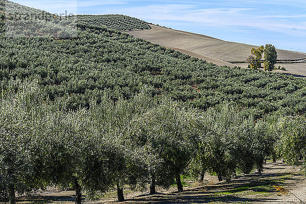 Olivenhain auf einem Hügel; Vianos  Provinz Albacete  Spanien