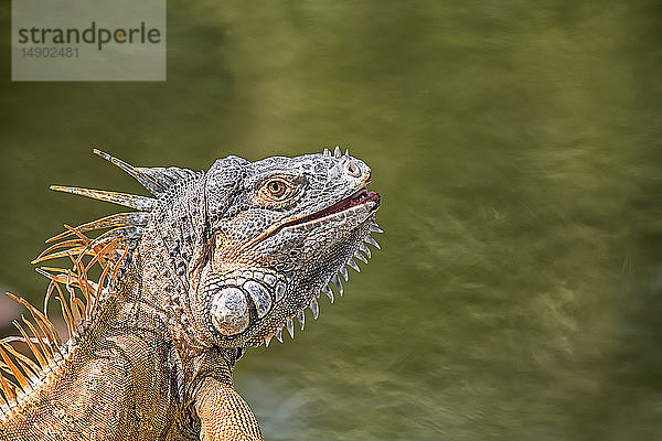 Nahaufnahme eines Grünen Leguans (Iguana iguana); Corozal  Belize