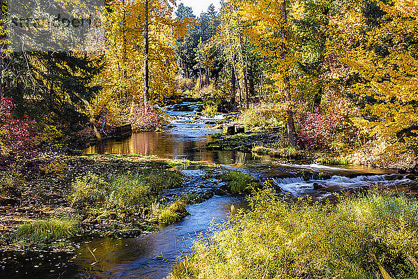 Farbenfrohes Herbstlaub entlang des Trout Lake Creek  Mount Adams Recreation Area; Washington  Vereinigte Staaten von Amerika