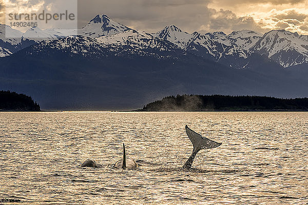 Schwertwale (Orcinus orca)  auch bekannt als Orca  schwimmen in der Abenddämmerung in der Inside Passage des Lynn Canal mit den Chilkat Mountains im Hintergrund; Alaska  Vereinigte Staaten von Amerika
