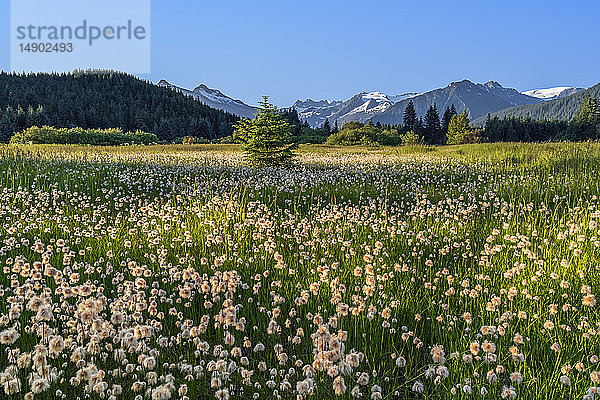 Alaska-Baumwollblüten auf einer Wiese  Coast Mountains  Mendenhall-Gletscher und Türme im Hintergrund; Alaska  Vereinigte Staaten von Amerika