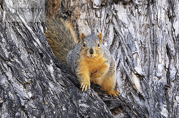 Rotes Fuchshörnchen (Sciurus niger) in einem Baum; Fort Collins  Colorado  Vereinigte Staaten von Amerika