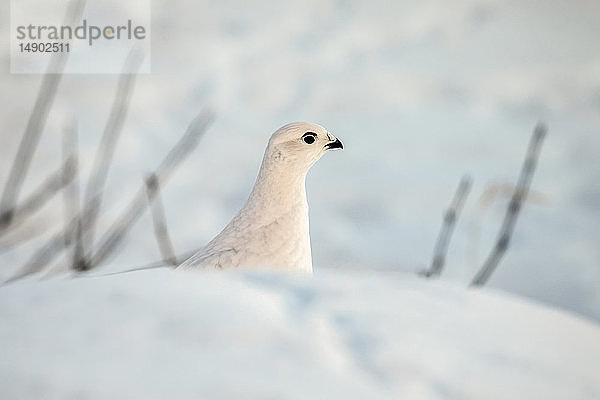 Moorschneehuhn (Lagopus lagopus) stehend in Schnee und Eis mit weißem Wintergefieder im Arctic Valley  Süd-Zentral-Alaska; Alaska  Vereinigte Staaten von Amerika