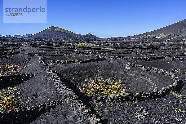 Steinmauer zum Schutz von Weinstöcken in einer vulkanischen Landschaft; Lanzarote  Kanarische Inseln  Spanien