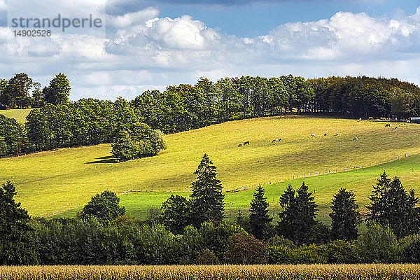 Sonnenbeschienener Hügel mit grasendem Vieh und blauem Himmel mit Wolken  westlich von La Roche-en-Ardenne; Belgien