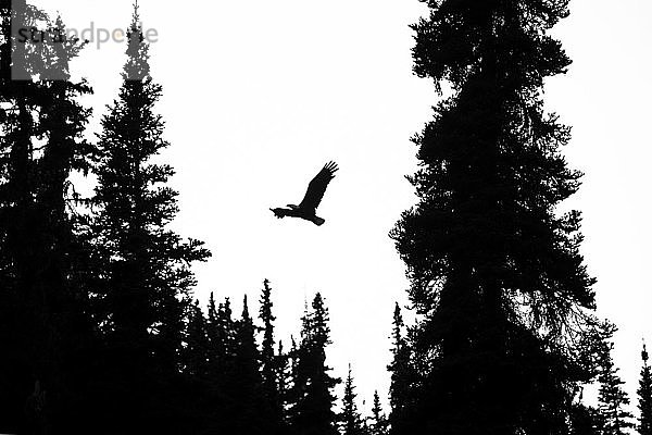 Silhouette eines Weißkopfseeadlers (Haliaeetus leucocephalus) im Flug durch die Baumkronen; Atlin  British Columbia  Kanada