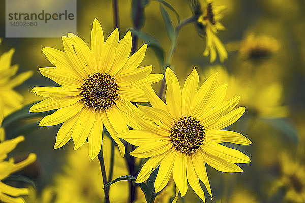 Nahaufnahme von zwei Sonnenblumen in einem Sonnenblumenfeld; Erickson  Manitoba  Kanada