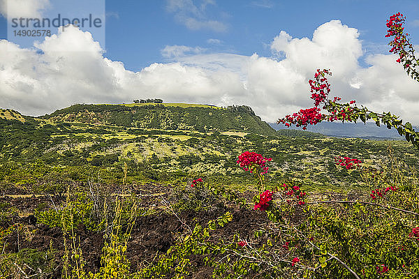 Schlackenkegel bei Na'alehu  Distrikt Kau; Insel Hawaii  Hawaii  Vereinigte Staaten von Amerika