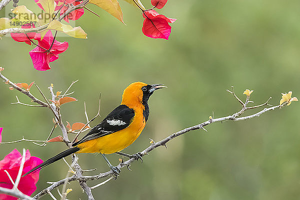 Männlicher Altamira Pirol (Icterus gularis) auf einem Baum mit rotem und grünem Laub; Corozal  Belize