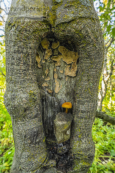 Pilz und Pilze in einem Baumknoten  wie aus einem Märchen; Myvatn  Island