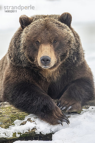 In Gefangenschaft lebender weiblicher Grizzlybär (Ursus arctos horribilis)  etwa 19 Jahre alt  ruhend im Schnee  Alaska Wildlife Conservation Center  Süd-Zentral-Alaska; Portage  Alaska  Vereinigte Staaten von Amerika