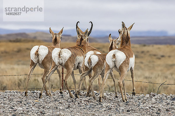Vier Pronghorns (Antilocapra americana) stehen in einer Reihe auf einem Schotterweg und zeigen ihre weißen Hinterteile; Custer  South Dakota  Vereinigte Staaten von Amerika