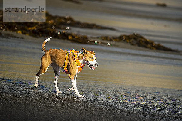 Ein Hund mit einem Geschirr läuft am Strand von Houghton Bay  Neuseeland