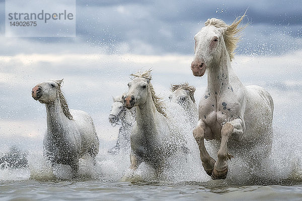 Weiße Pferde der Camargue  die aus dem Wasser laufen; Camargue  Frankreich