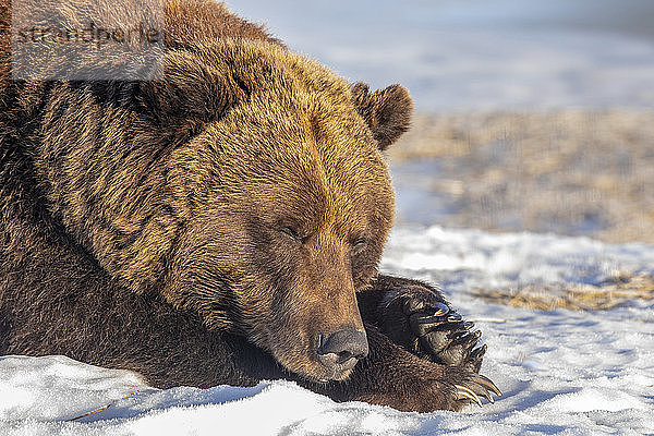 Weiblicher Grizzlybär (Ursus arctic sp.) beim Ausruhen im Schnee  Alaska Wildlife Conservation Center  Süd-Zentral-Alaska; Portage  Alaska  Vereinigte Staaten von Amerika