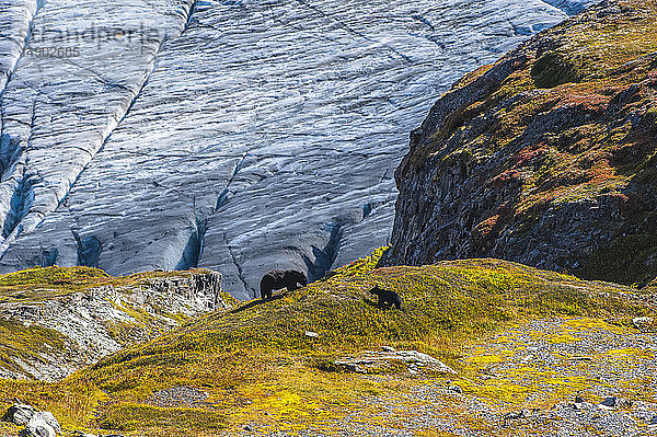 Amerikanische Schwarzbärensau und Jungtier (Ursus americanus) auf einem Hügel mit Exit Glacier im Hintergrund an einem sonnigen Herbsttag im Kenai Fjords National Park  Süd-Zentral-Alaska; Alaska  Vereinigte Staaten von Amerika