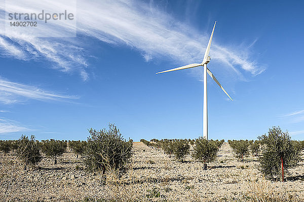 Windkraftanlage zwischen Olivenbäumen; Campillos  Malaga  Andalusien  Spanien