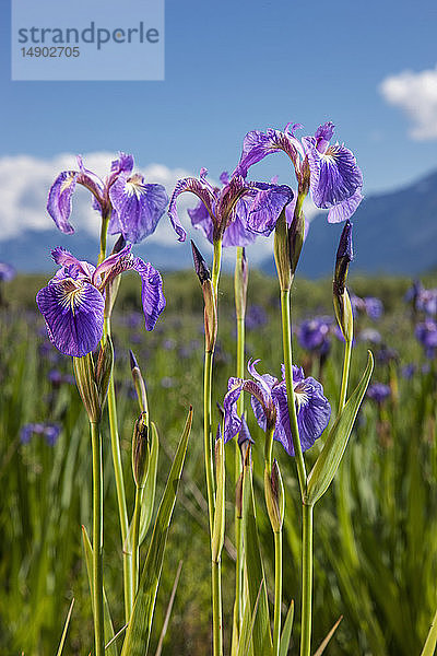 Eine mehrjährige Schwertlilie und ihre tiefvioletten Blütenblätter  fotografiert auf den Palmer Hayflats mit blauem Himmel und Bergen im Hintergrund  Süd-Zentral-Alaska; Eklutna  Alaska  Vereinigte Staaten von Amerika