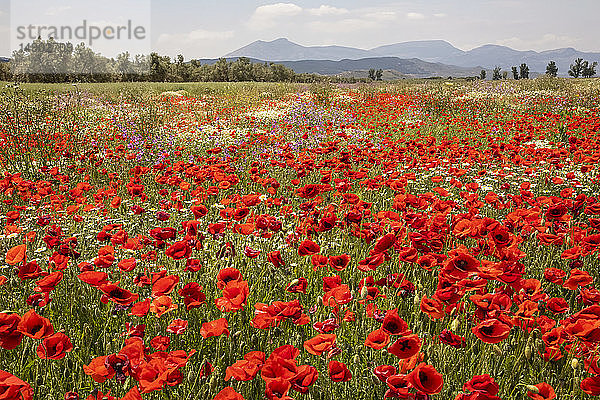 Roter Mohn und andere blühende Wildblumen auf einem Feld; Spanien