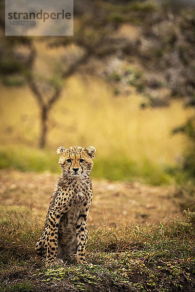 Gepardenjunges (Acinonyx jubatus) auf einer Bank sitzend und der Kamera zugewandt  Maasai Mara National Reserve; Kenia