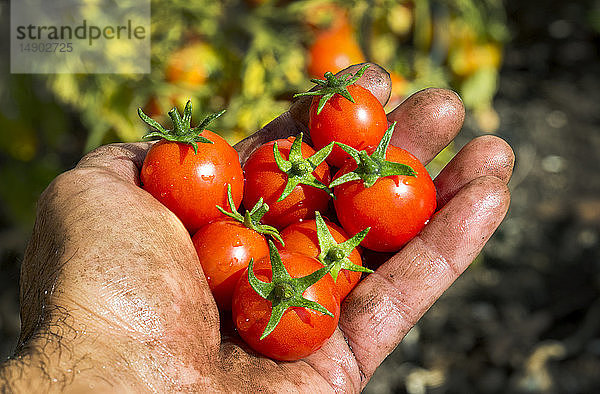 Nahaufnahme einer verschmutzten Männerhand  die mit Kirschtomaten gefüllt ist  die in einem Garten an der Rebe hängen; Calgary  Alberta  Kanada