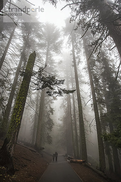 Zwei Menschen wandern im Sequoia National Park; Visalia  Kalifornien  Vereinigte Staaten von Amerika